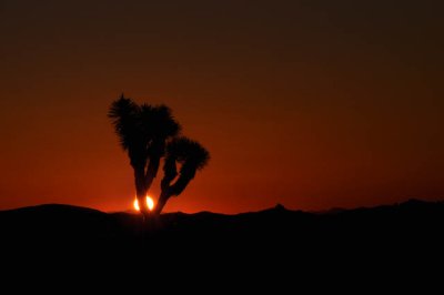 Joshua Tree sunset