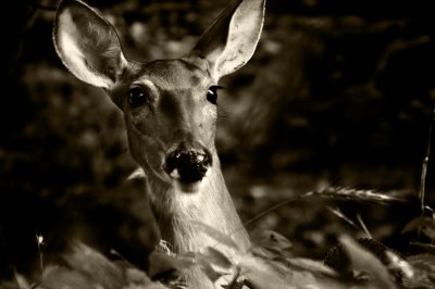 sepia doe
