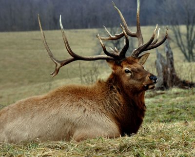 elk