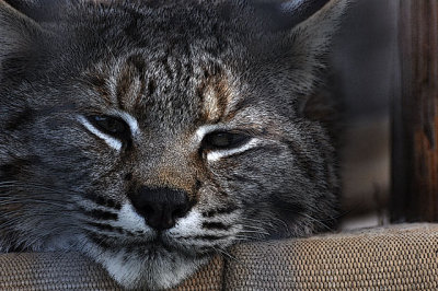 bobcat named Baby