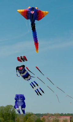 Kites Away-9 by Ray Rosewall.jpg