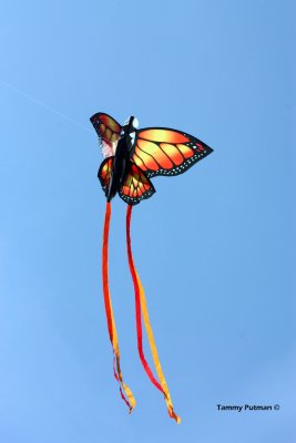 Orange Butterfly2 by Tammy Putman