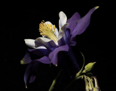 Columbine 2 5D Mark II with 25mm extension tube
