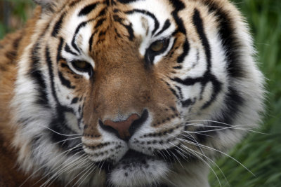 Arkansas Tiger.jpg