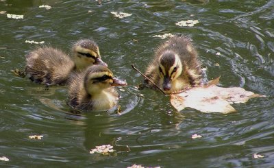 Precious Ducklings - Sue Hanson