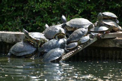 How Many Turtles Can You Stack_Ingrid Palmore