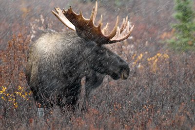 Bull Moose-Denali Natl Park.jpg