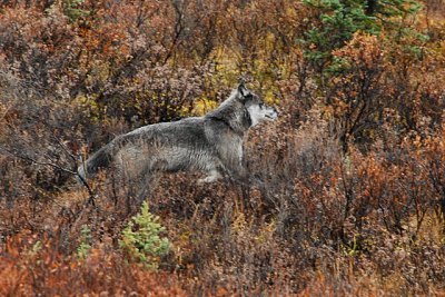 Gray Wolf-Denali Natl Park.jpg