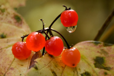 Berrys.jpg