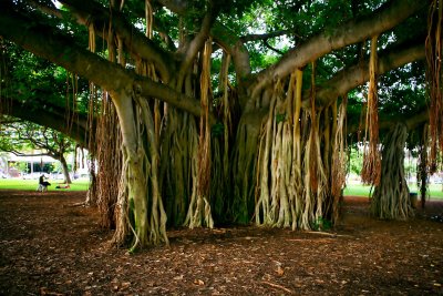 Tree At The ZOO
