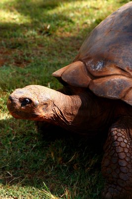  Hawaii Turtle