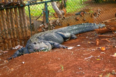 Croc