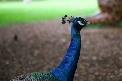 IMG_4404
