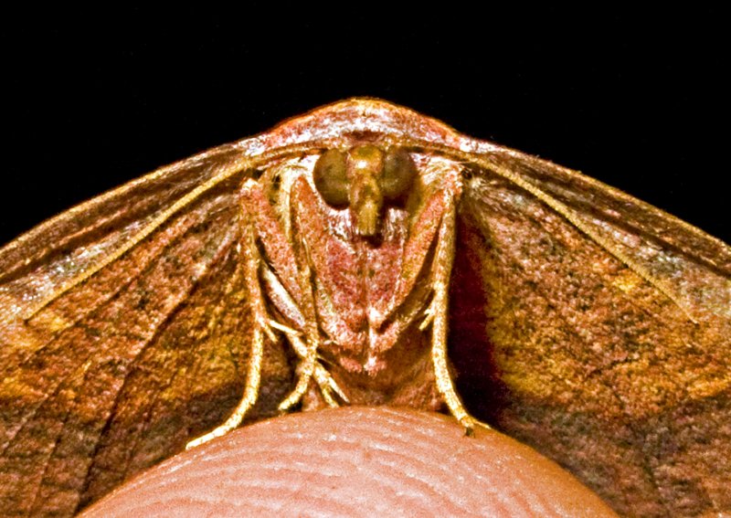 Orange - Brown Moth