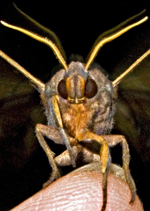 Sphinx Moth Preparing for Take-off