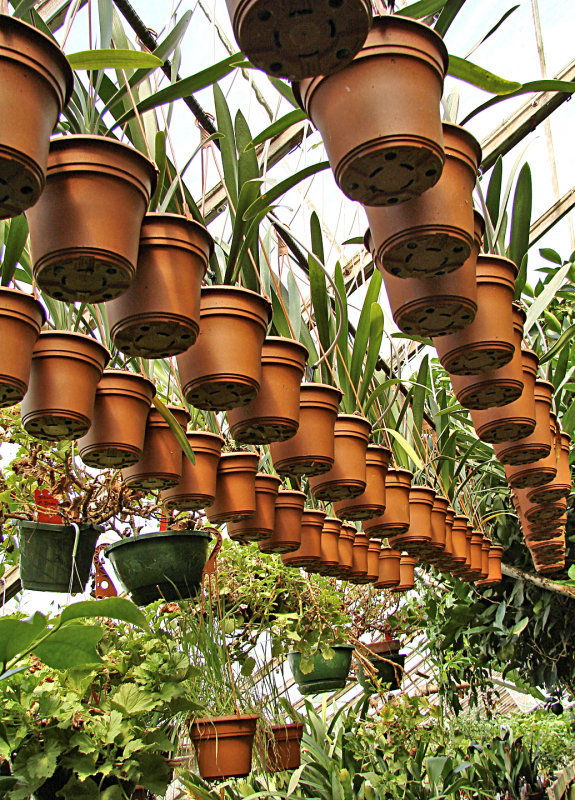 Pots of Plants