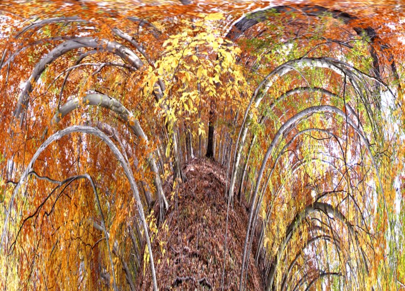 Fall Tree Abstract 09