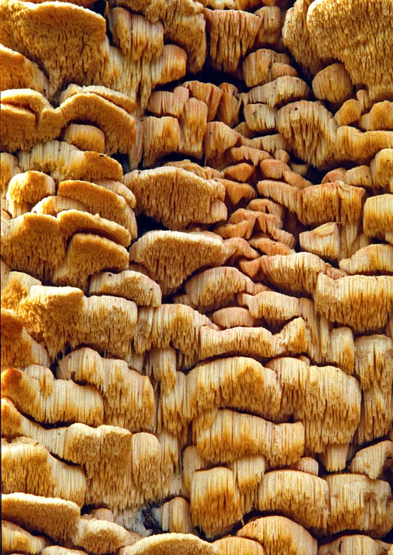 Fungi-on-Tree