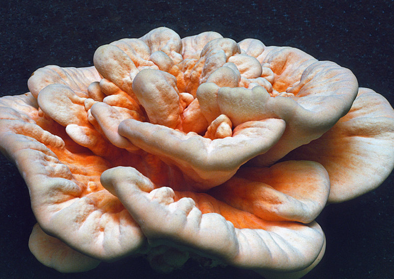 Laetiporus cincinnatus