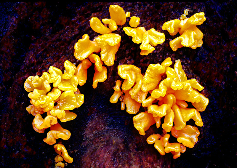 Jelly-Fungi