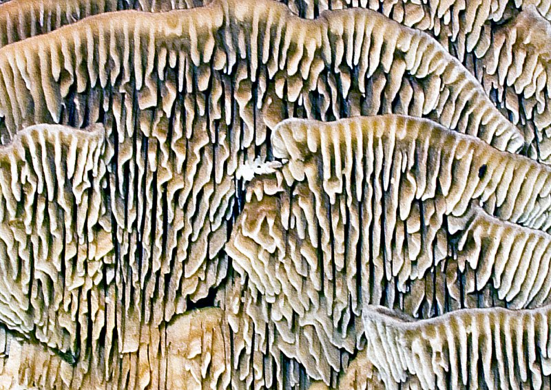 Fungi-Gills---3-copy.jpg