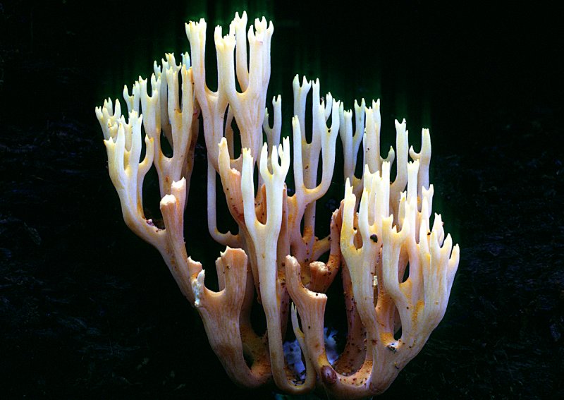Coral-Fungi