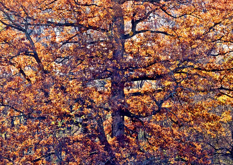 Backlit-Tree----Orange