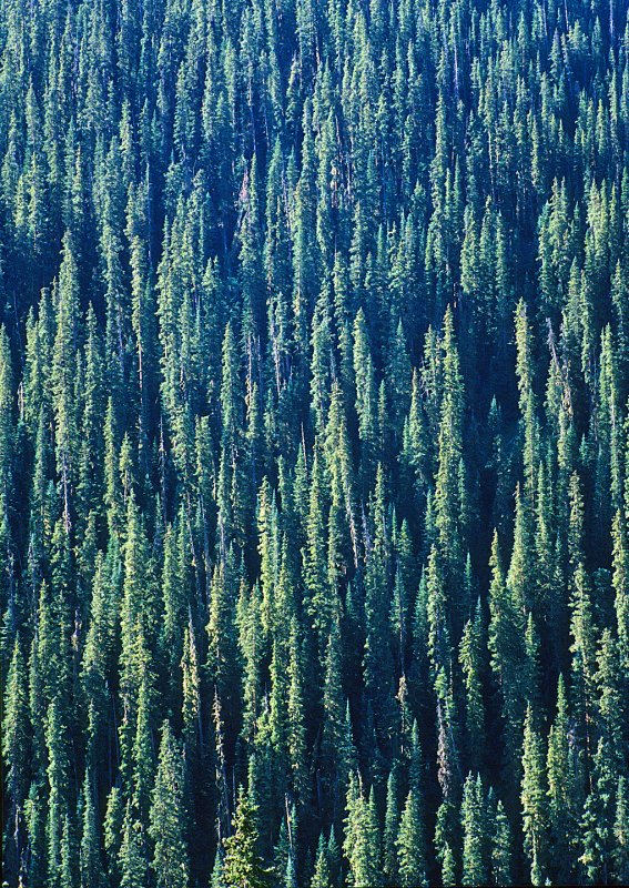Colorado-Conifers