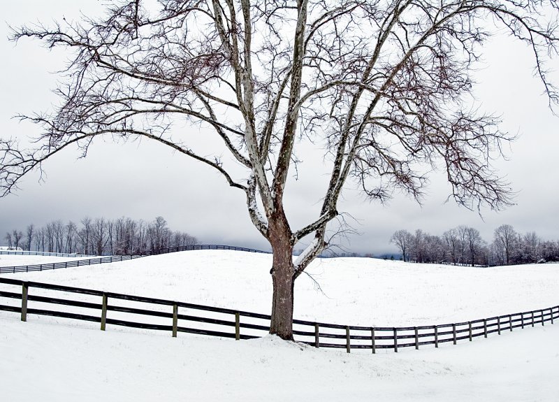 Sycamore / Fence-in-snow