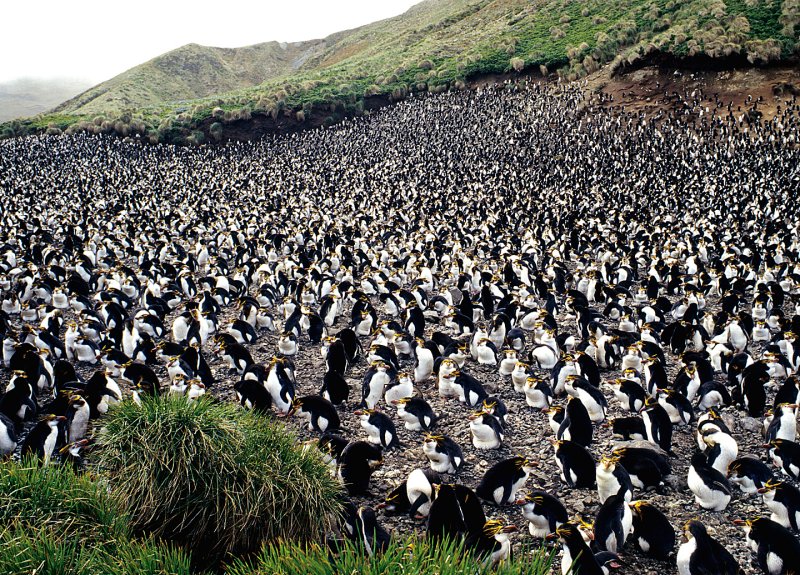 Penguin-Rookery - Auckland Is.