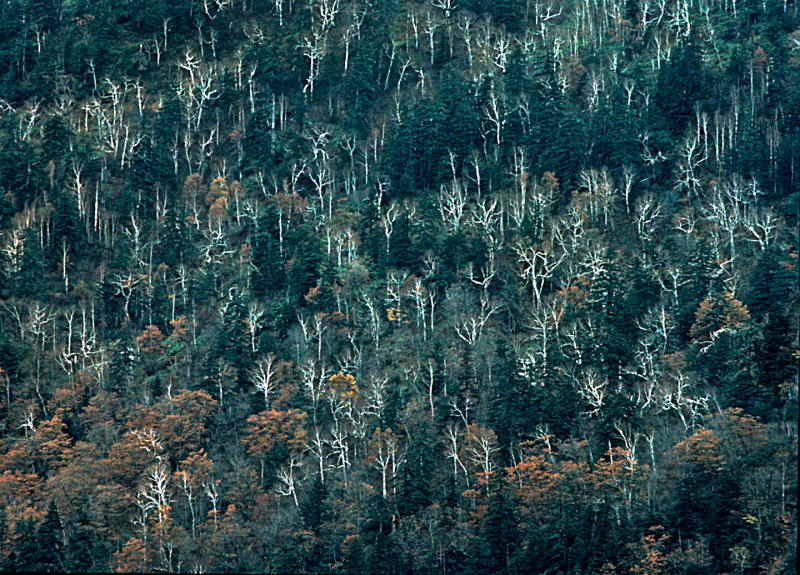 Trees-on-Mountain---Japan