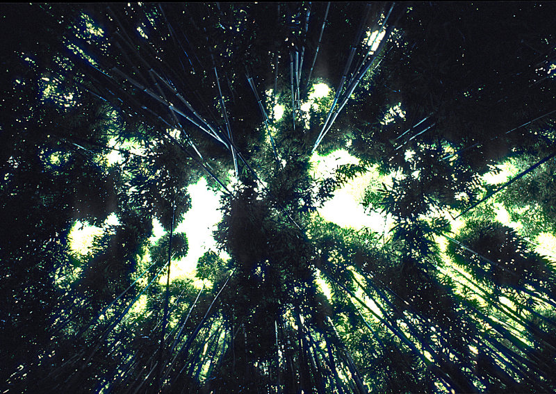 Bamboo-looking-up - Hawaii