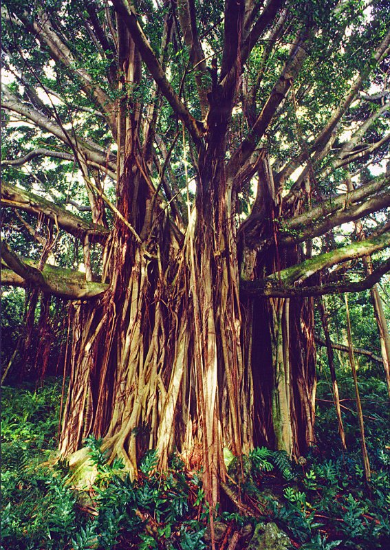 Hawaiian-Banyan