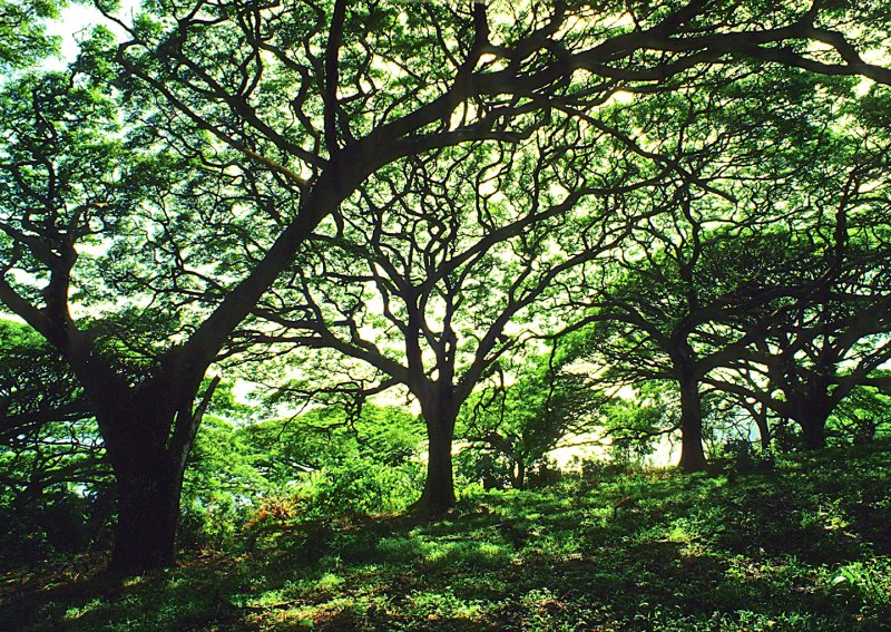 Tree-Landscape---Hawaii