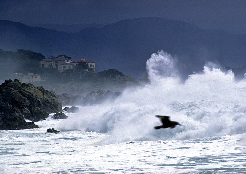 Monterey-Coast-Gull