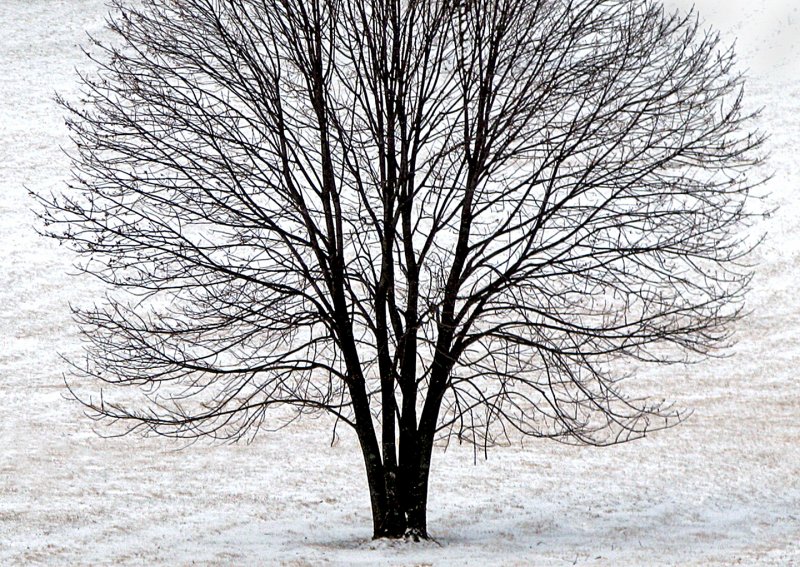 Tree-in-Snow