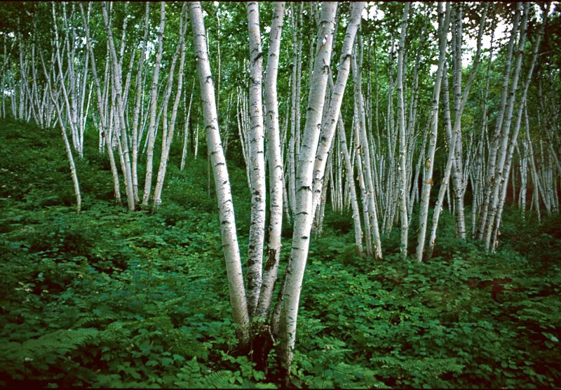 White-Birches - Laurentians - Quebec, Canada