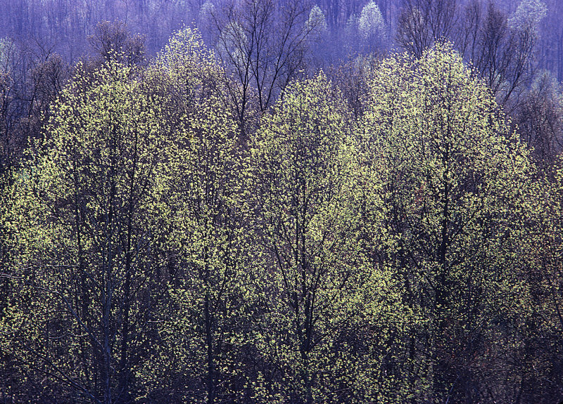 Trees-in-Spring - W.V.
