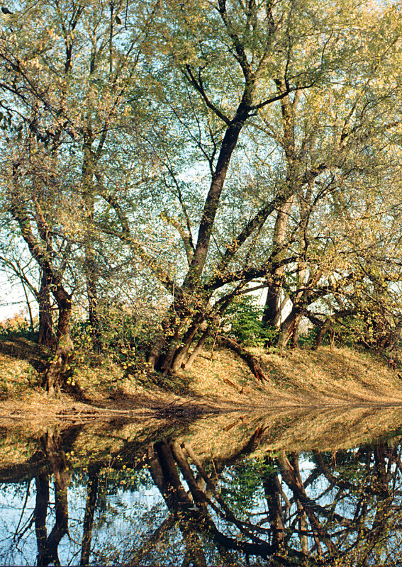 Landsdowne-Tree-Reflections