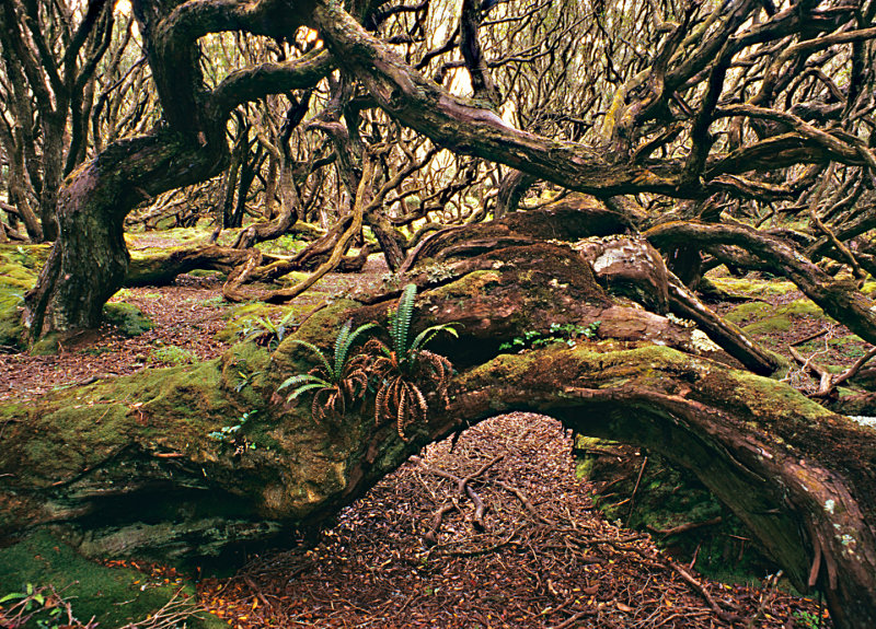 Rata-forest - 1 -Auckland Is.