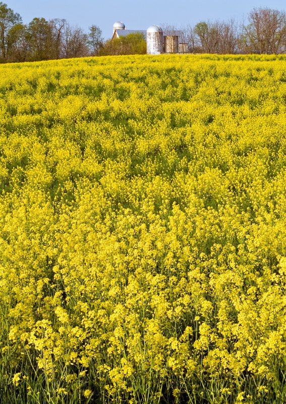 Wild-Mustard-Field