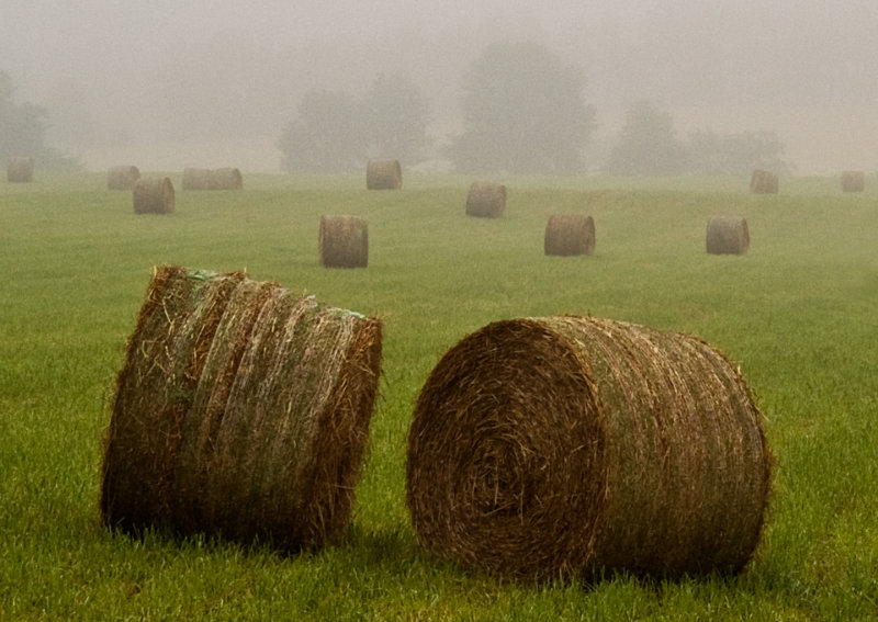 Hay-Rolls-in-Fog