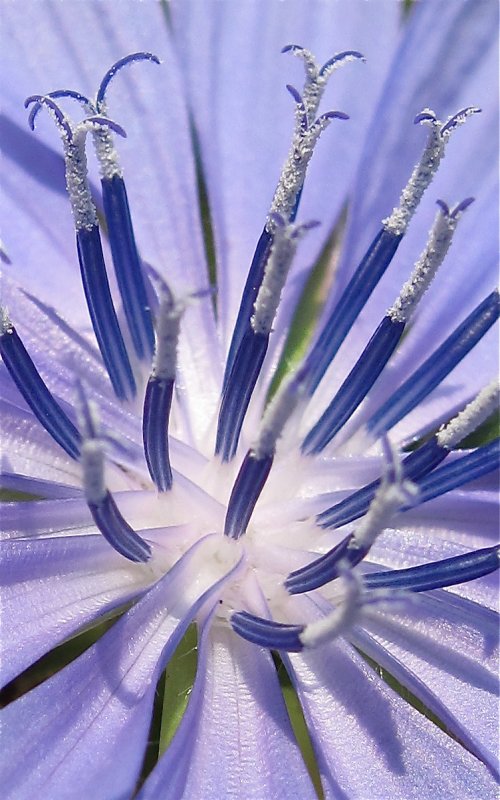 Purple Center Flower Detail