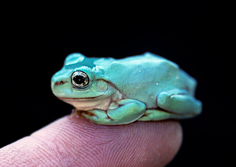 Young-Whites-Tree-Frog-on-finger