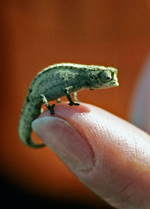 Worlds-Smallest-Chameleon