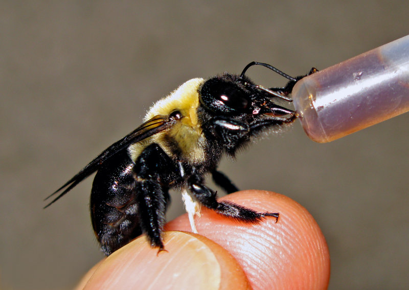 Bumblebee-Drinking