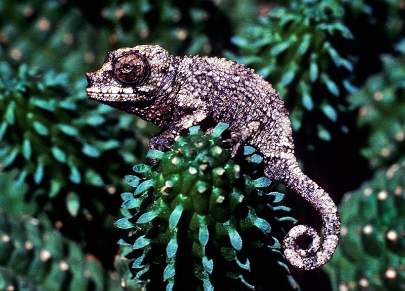 Baby-3-horned-chameleon