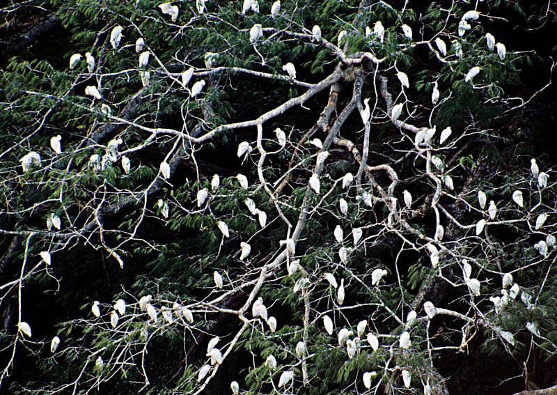 White-Egrets---Costa-Rica