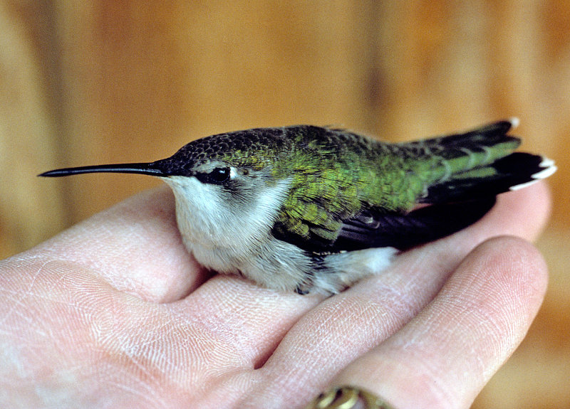 Humming-Bird-in-hand