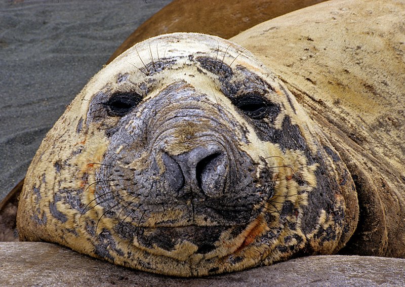 Young-Elephant-Seal